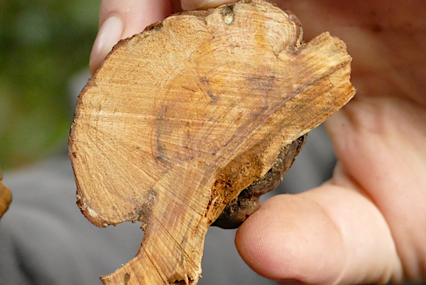Solid wood burl being held by human hand.